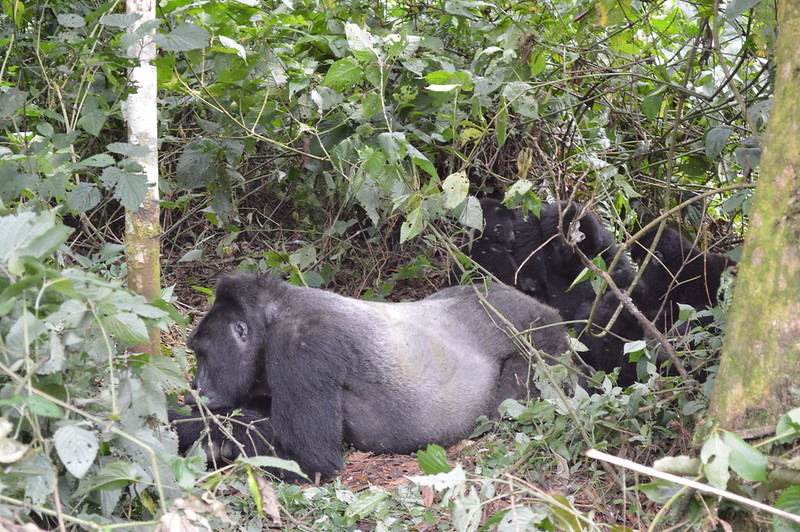 List of Mountain Gorilla Families in Uganda