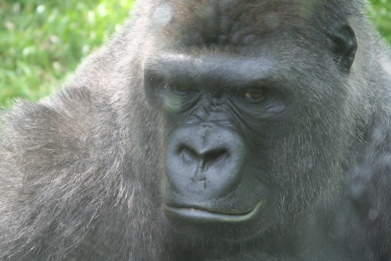 Western Gorilla Species