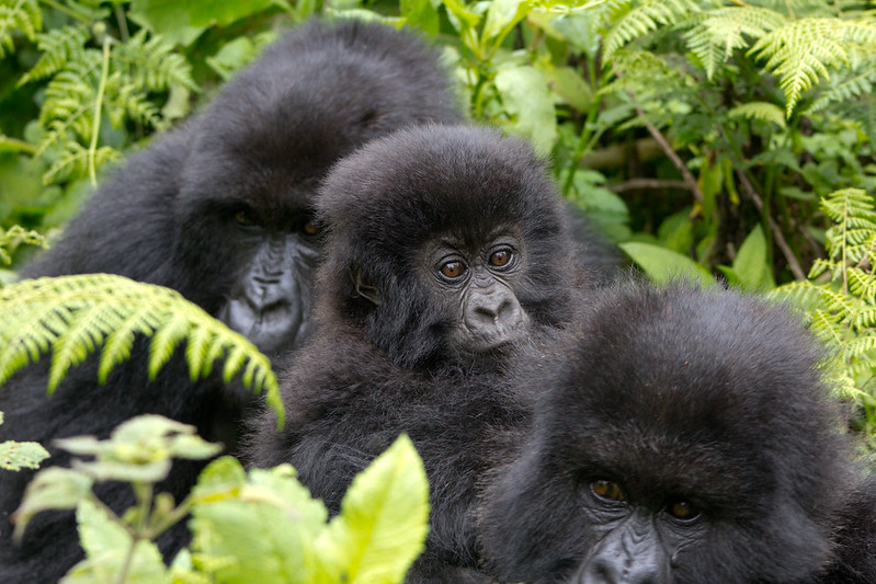 Types of Gorillas in Africa