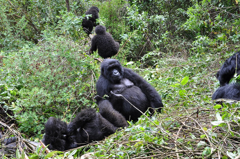 List of Mountain Gorilla Families in Uganda