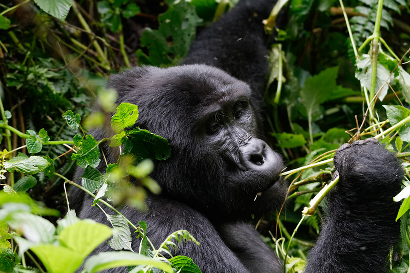 Things to Know Before Gorilla Trekking in Rwanda 2024
