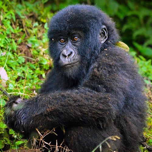 Is it Safe to Go Gorilla Trekking in Rwanda 2023?