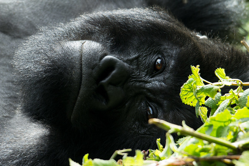 rwanda safaris gorillas