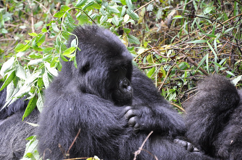 3 days Budget gorilla trekking in Rwanda