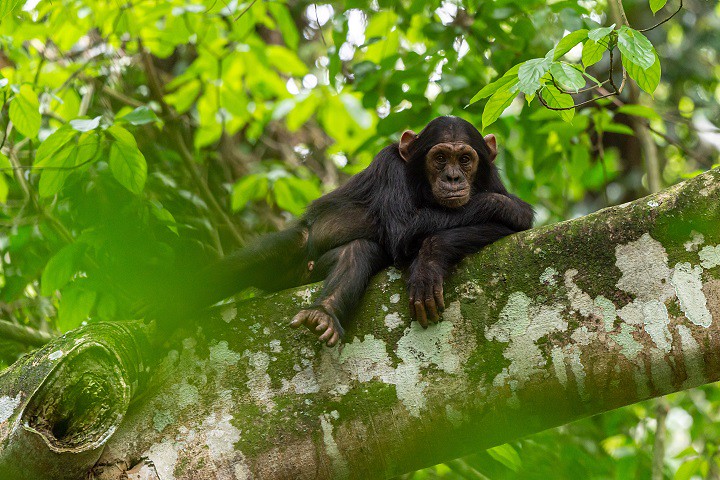 budget gorilla trekking rwanda