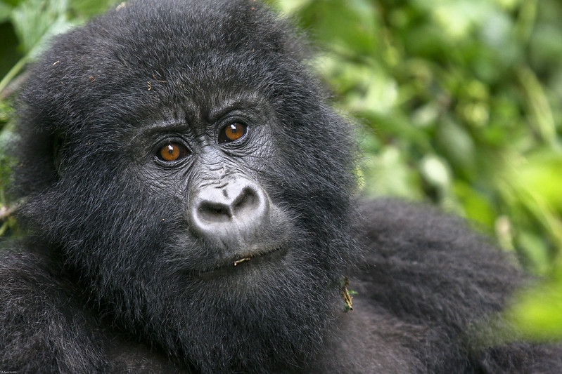 An affordable gorilla trekking in Rwanda