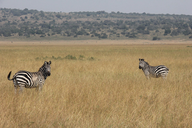 affordable rwanda safaris