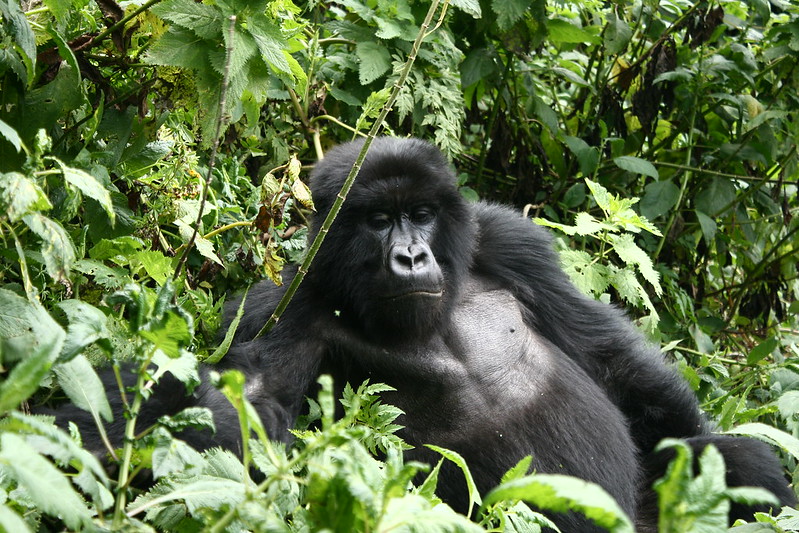 6 Days Rwanda and Uganda Gorillas trekking  & Dian Fossey Tour, trek Gorillas