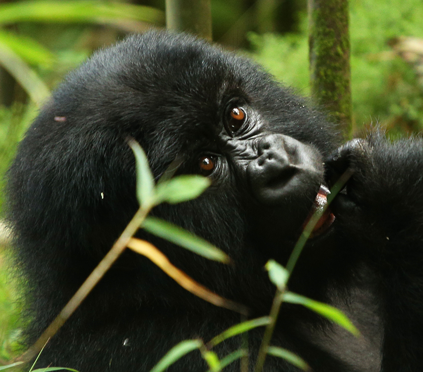 5 days Rwanda gorilla and Akagera wildlife safaris