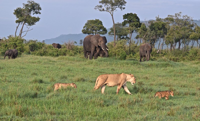 6 Days Masai Mara Serengeti & Rwanda Gorillas Tour