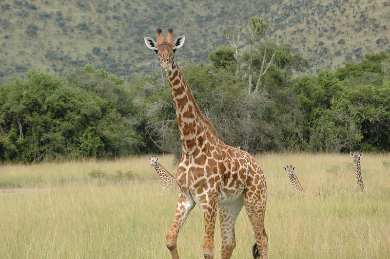 1-day Rwanda safari