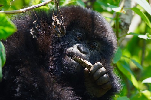 4 Days Double Gorilla Trekking Rwanda Safari