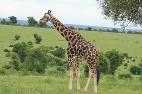 uganda safaris