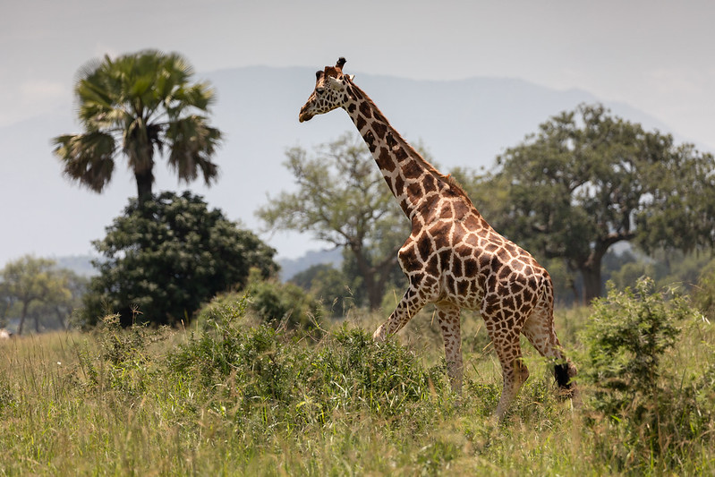 Kidepo Valley National Park