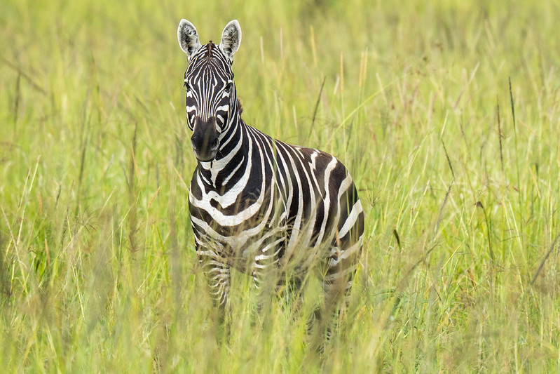 Kidepo Valley National Park