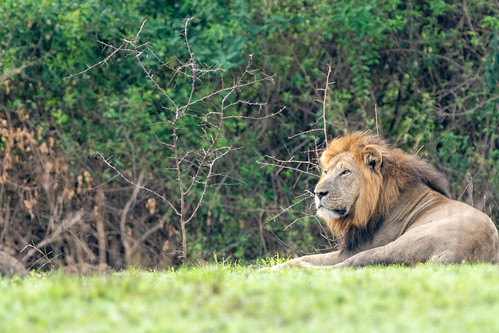 budget Uganda safaris