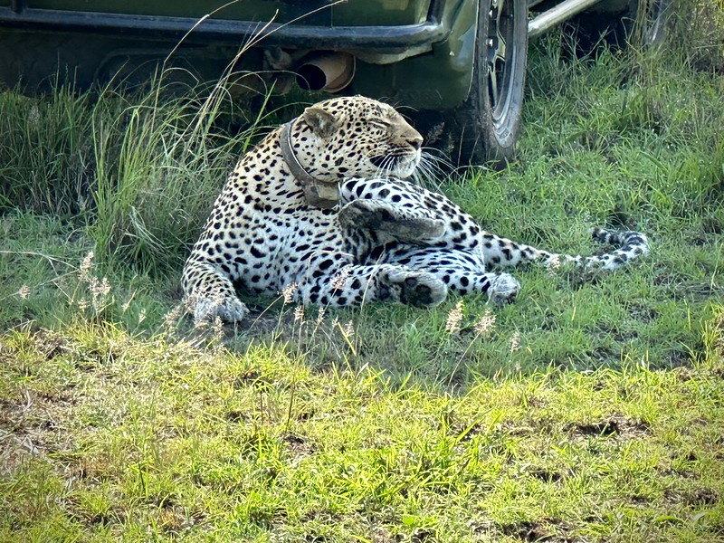 3 Days Queen Elizabeth Wildlife Safari in Uganda