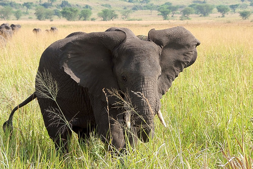 affordable Uganda safaris