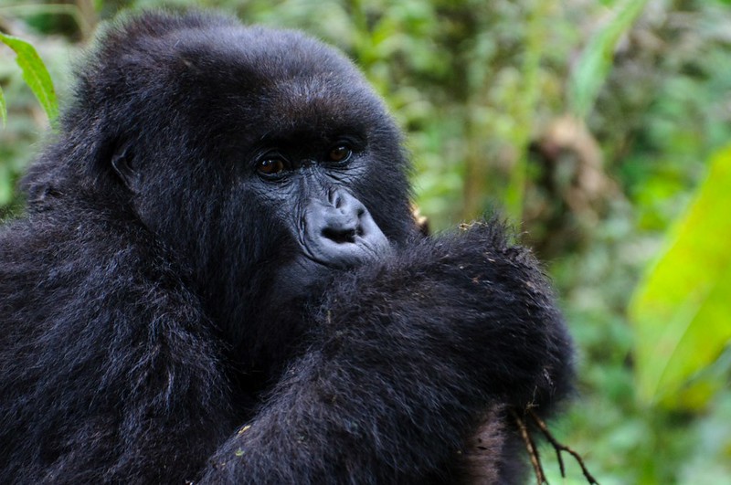 Budget gorilla trekking in Rwanda