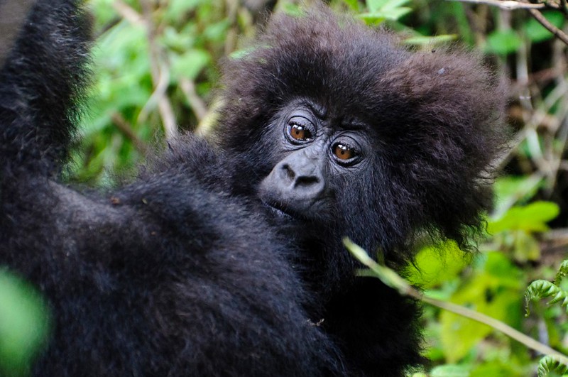 Is Rwanda good for safaris