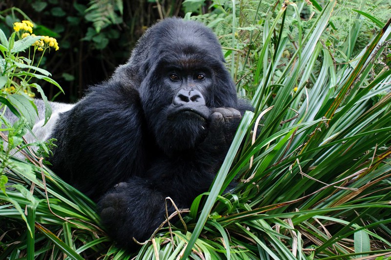 1 Day Rwanda Gorilla Trek