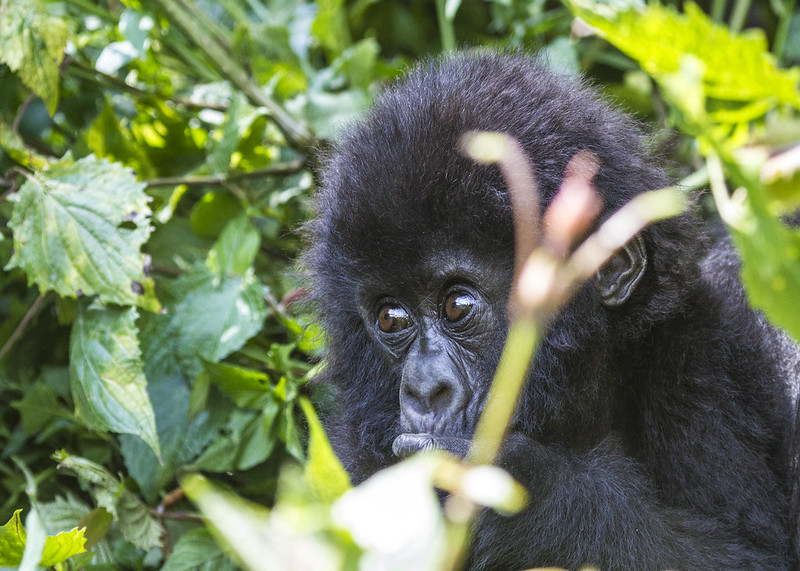 5 days Rwanda gorilla and Akagera wildlife safaris