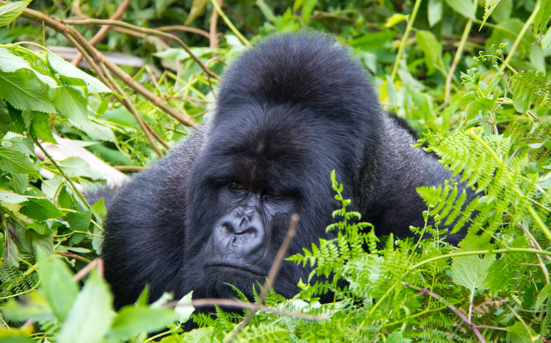 Trekking gorillas in East Africa