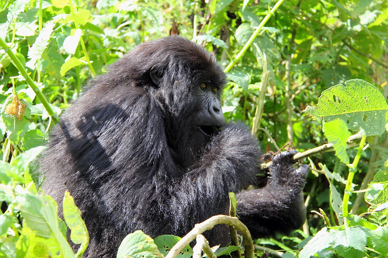 3 days double gorilla trekking  through Kigali 