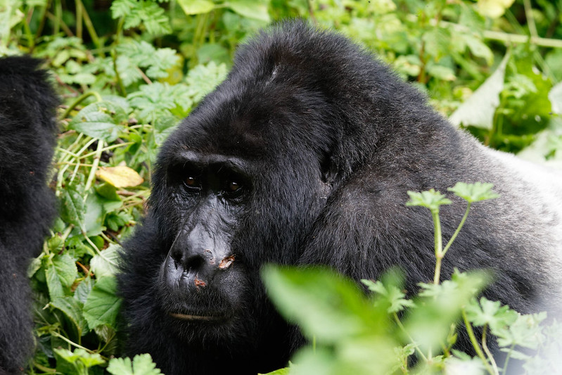Trekking gorillas in East Africa