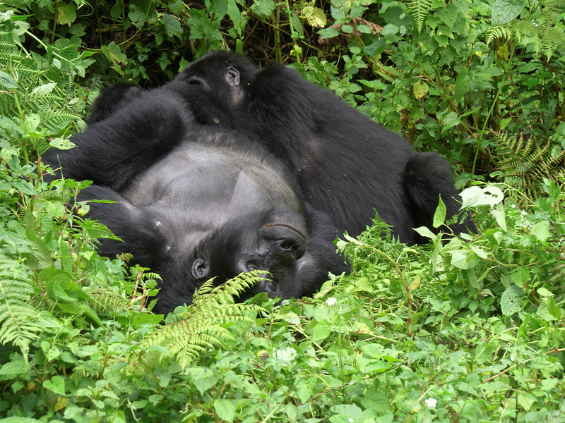 Gorilla trekking in Low Season makes it the best experience of gorilla trekking in africa, you will visit gorillas  in the thick rain forests on the slopes of the mountains (lowland gorilla trekking) and these months include; April, May and November