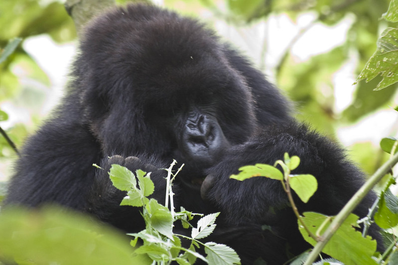 3 days double gorilla trekking  through Kigali 