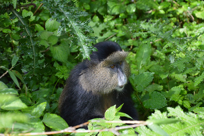 habituated golden monkeys in Mgahinga National Park.