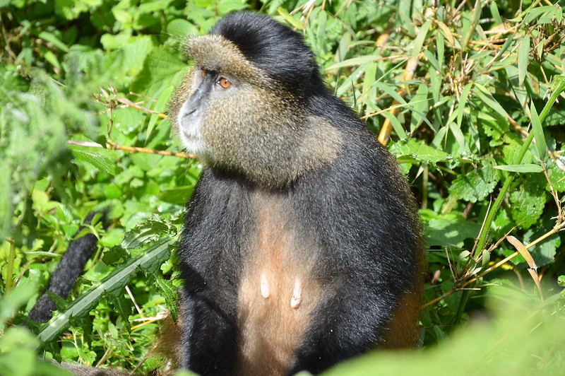 Rwanda Golden monkey trekking