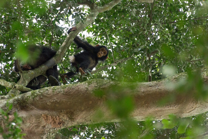 1 day chimpanzee Trekking in Kyambura Gorge