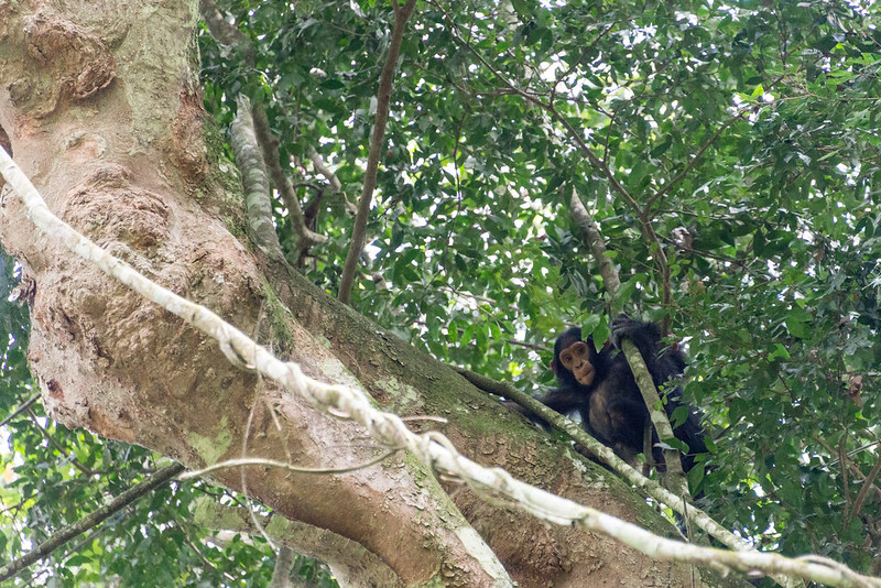 chimpanzee Trekking in Kyambura Gorge