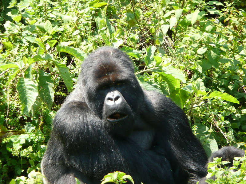 Rwanda Mountain Gorilla Trekking Experience.