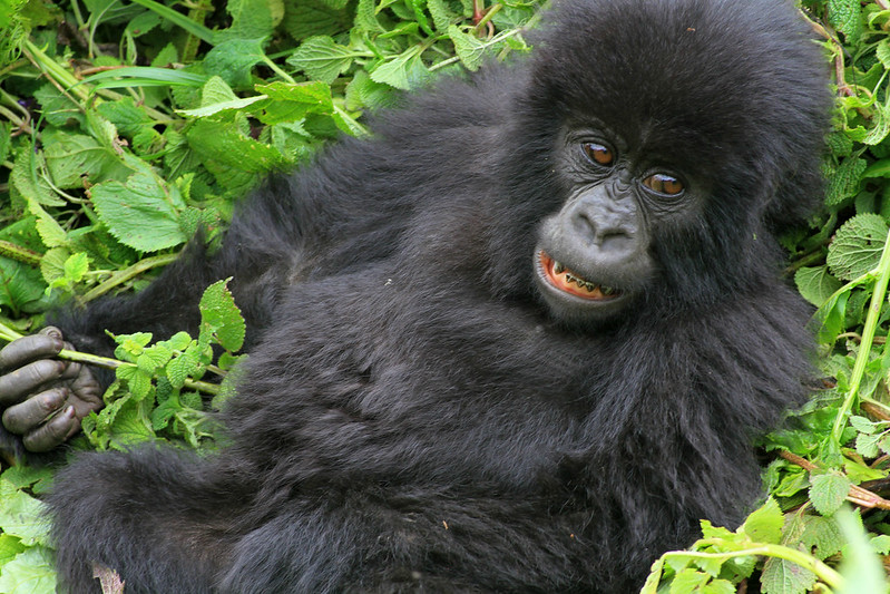 long Rwanda gorilla safaris
