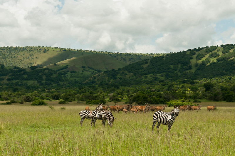 1 day Akagera national park wildlife safari