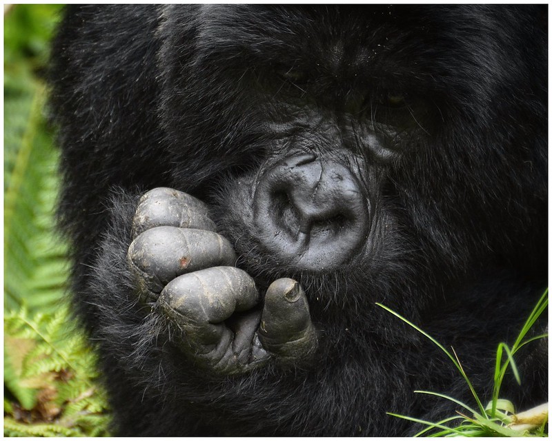 how much does it cost to see gorillas in Rwanda