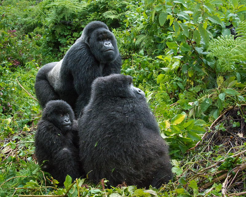 How much does it cost to see gorillas in Rwanda