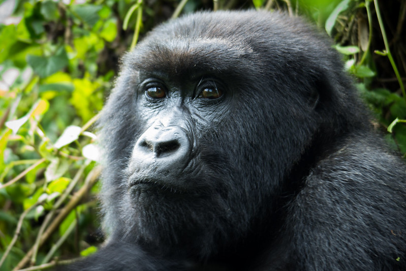 The great apes of Rwanda