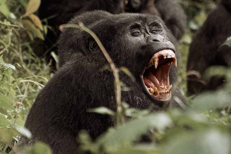 How to Book a Gorilla Permit in Rwanda