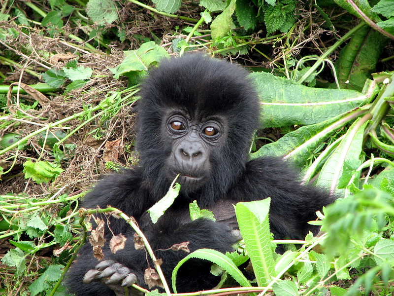 Last Minute Gorilla Trekking in Rwanda 