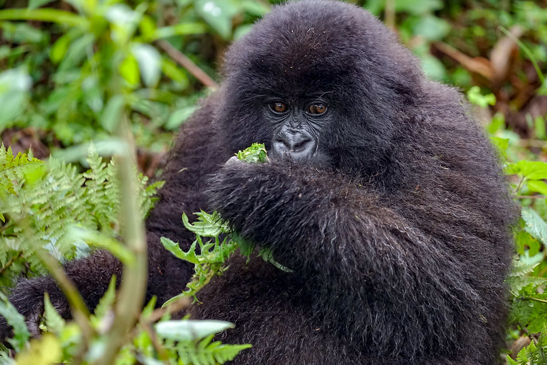 Best month to go for gorilla trekking in Rwanda