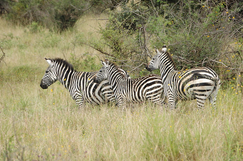  private Rwanda safaris