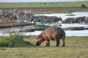 Best 2 days safari to lake manyara and  Ngorongoro Crater