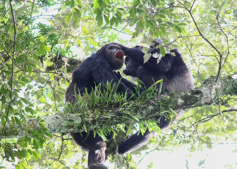 19 days gorilla trekking safaris in Uganda and Rwanda 
