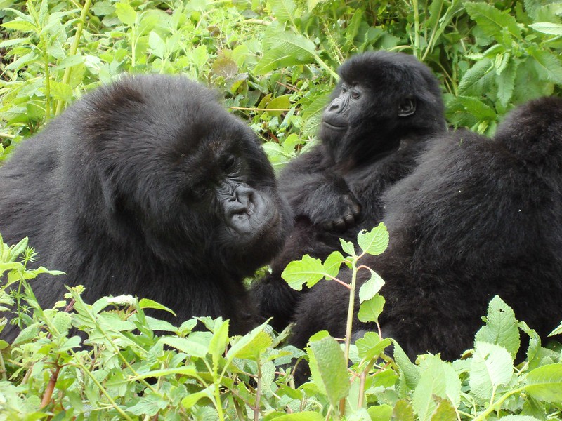 6 day best Rwanda primate safaris and tours 
