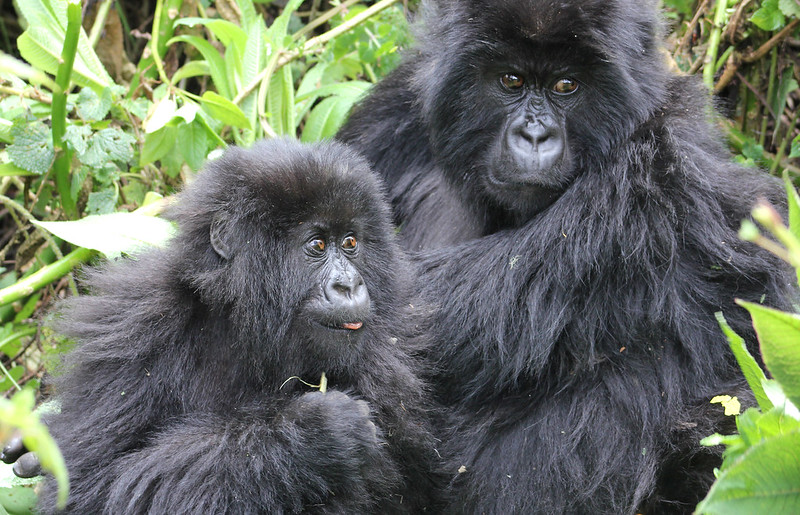 the best time to see gorillas in Rwanda