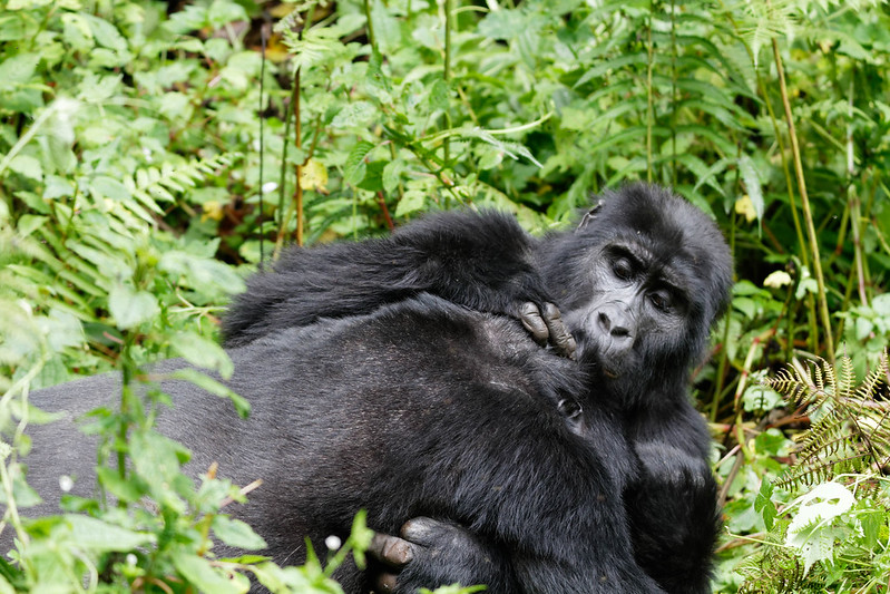 2 days  gorilla trekking and tours  dian fossey 